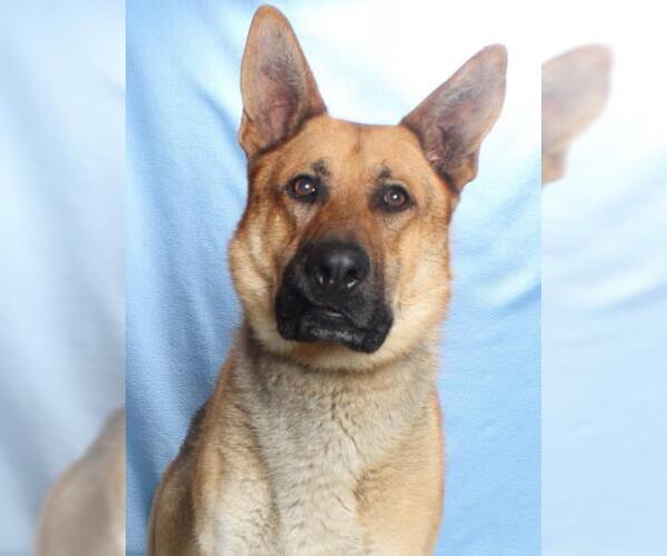 Medium Photo #4 German Shepherd Dog Puppy For Sale in Burbank, CA, USA