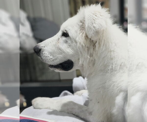 Medium Photo #13 Great Pyredane Puppy For Sale in Spring, TX, USA
