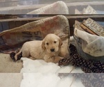 Small Photo #4 Golden Retriever Puppy For Sale in BLUFFTON, IN, USA