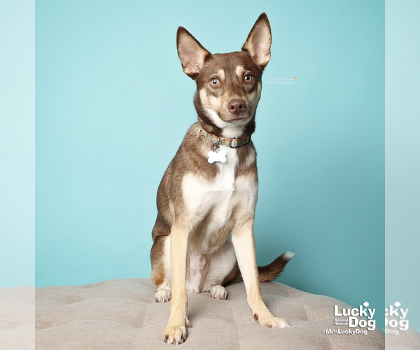 Medium Photo #14 Mutt Puppy For Sale in Washington, DC, USA