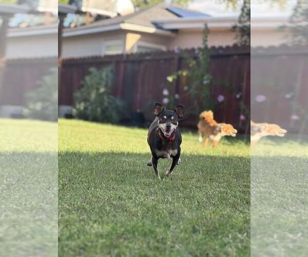 Medium Photo #6 Chihuahua-Unknown Mix Puppy For Sale in Visalia, CA, USA