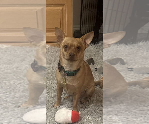 Medium Photo #11 Chihuahua-Unknown Mix Puppy For Sale in Sandy, UT, USA