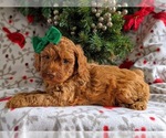 Small Photo #4 Cock-A-Poo-Poodle (Miniature) Mix Puppy For Sale in NOTTINGHAM, PA, USA