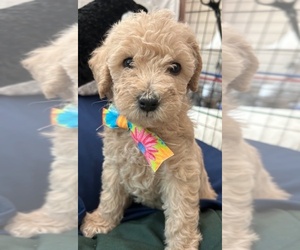 Miniature Labradoodle Puppy for Sale in BLUFFTON, South Carolina USA