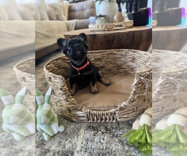 Medium Photo #29 French Bulldog Puppy For Sale in BONNEAU, SC, USA