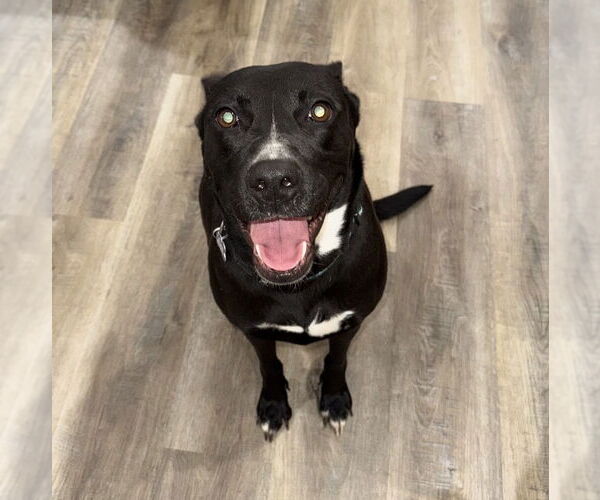 Medium Photo #4 Mutt Puppy For Sale in Boston, MA, USA