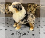 Small #3 Australian Shepherd