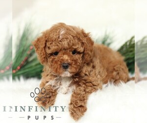Poodle (Toy) Puppy for sale in CHRISTIANA, PA, USA