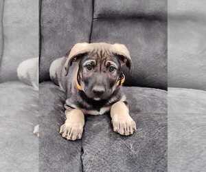 German Shepherd Dog-Unknown Mix Dogs for adoption in RUSK, TX, USA