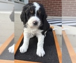 Small #1 Australian Shepherd-Bernedoodle Mix