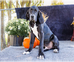 Small Photo #21 Great Dane Puppy For Sale in WAKARUSA, IN, USA