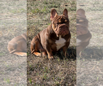 Small Photo #1 French Bulldog Puppy For Sale in ROUND ROCK, TX, USA