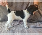 Small Photo #2 German Shorthaired Pointer-Poodle (Standard) Mix Puppy For Sale in GREENBRIER, AR, USA
