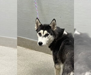 Siberian Husky-Unknown Mix Dogs for adoption in Las Vegas, NV, USA