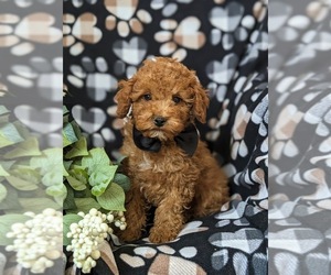 Poodle (Toy) Puppy for sale in OXFORD, PA, USA