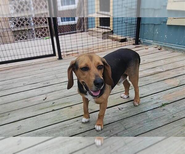 Medium Photo #8 Beagle Puppy For Sale in Murfreesboro, NC, USA