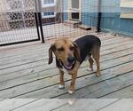 Small #7 Beagle