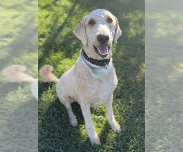 Medium Photo #1 Golden Retriever-Unknown Mix Puppy For Sale in Bemidji, MN, USA