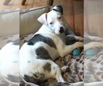 Small Photo #3 Catahoula Leopard Dog-Unknown Mix Puppy For Sale in San Francisco, CA, USA