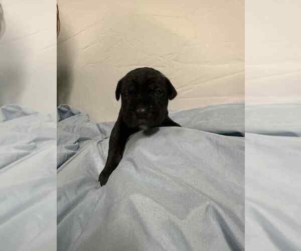 Medium Photo #2 Cane Corso Puppy For Sale in CAMBY, IN, USA