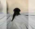 Small #1 Cane Corso