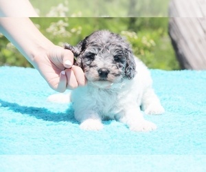 Poodle (Miniature) Puppy for sale in UNION CITY, TN, USA