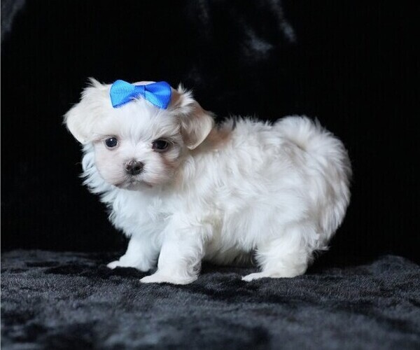 Medium Photo #5 Maltese Puppy For Sale in ROCK VALLEY, IA, USA