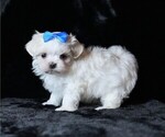 Small #4 Maltese