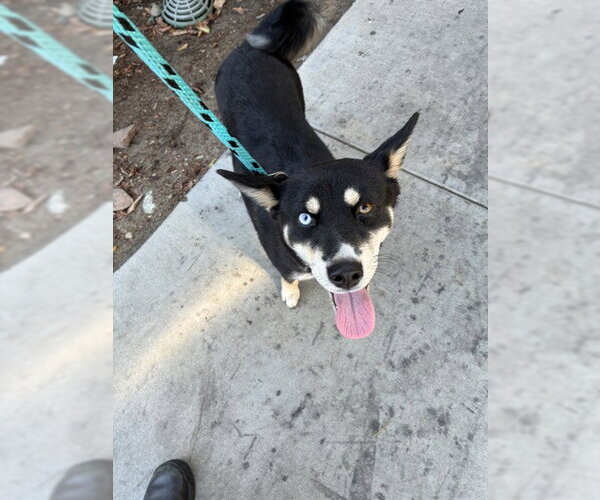 Medium Photo #1 Pomsky Puppy For Sale in Rancho Cucamonga, CA, USA