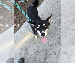 Pomsky Dogs for adoption in Rancho Cucamonga, CA, USA
