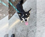 Small Pomsky
