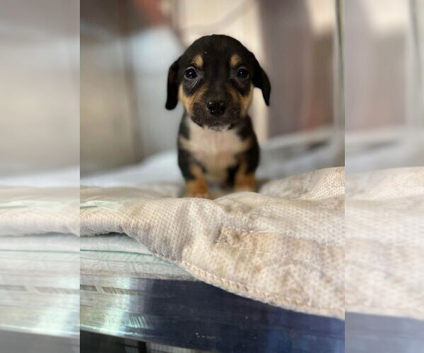 Medium Photo #1 Mutt Puppy For Sale in Foristell, MO, USA