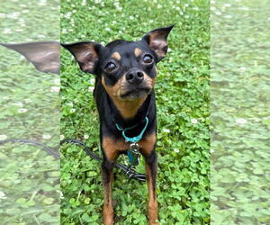 Miniature Pinscher Dogs for adoption in Arlington, VA, USA