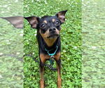 Small Miniature Pinscher