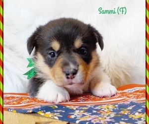Pembroke Welsh Corgi Puppy for sale in MANSFIELD, MO, USA