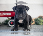 Small Photo #21 Cane Corso Puppy For Sale in BIRD IN HAND, PA, USA