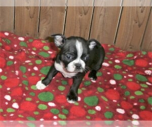 Boston Terrier Puppy for sale in WOOD RIVER, NE, USA