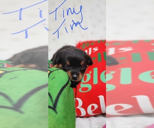 Medium Photo #2 Rottweiler Puppy For Sale in GENEVA, NY, USA