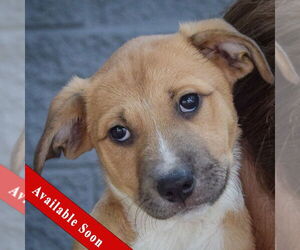 Medium Mutt