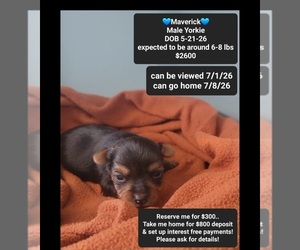 Yorkshire Terrier Puppy for sale in TUCSON, AZ, USA