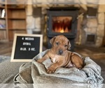 Puppy Sybil Rhodesian Ridgeback
