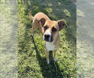 Mutt Dogs for adoption in Riverside, CA, USA