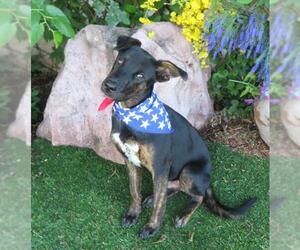 Dutch Shepherd -Unknown Mix Dogs for adoption in Oklahoma City, OK, USA