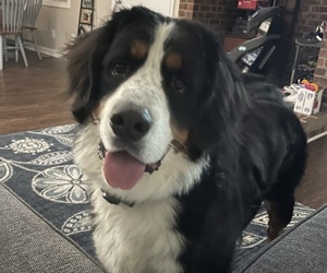Bernese Mountain Dog Puppy for sale in SANFORD, NC, USA
