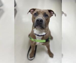 Mutt Dogs for adoption in Center Township, PA, USA