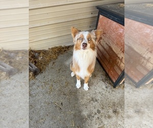 Father of the Australian Shepherd puppies born on 09/14/2025