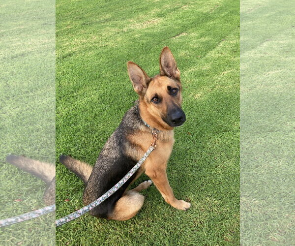 Medium Photo #15 German Shepherd Dog Puppy For Sale in San Diego, CA, USA