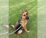 Small #14 German Shepherd Dog