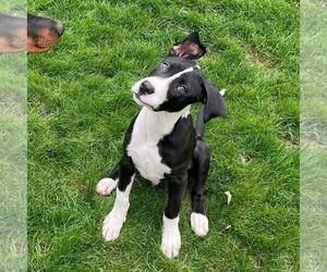 Great Dane-Unknown Mix Dogs for adoption in Rochester, NY, USA