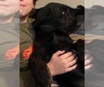 Small #9 Labradoodle-Labrador Retriever Mix